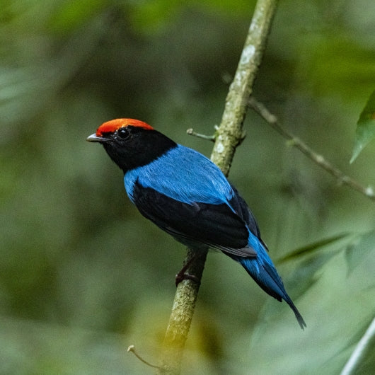 Forestry Stewardship Council (FSC)