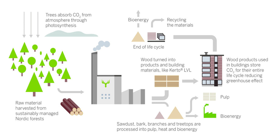 Carbon in Wood: Explained