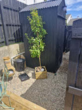 Glenfarne Aqua Loo